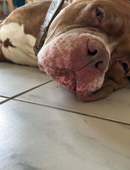 Amarican bully xxl - Bochum