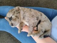 Australian Shepherd(Papa) Goldie Schäferhund( Mama )am 7.4 .2025 wurden die kleinen geboren und sind Anfang Juli abzugeben . - Hofkirchen