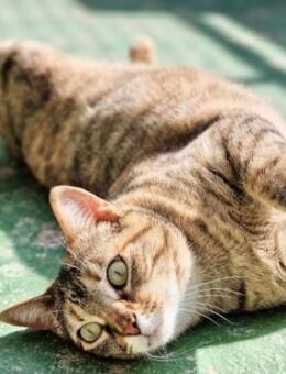 Menschenbezogene Katze Lizzie - Karlsruhe