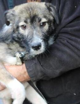 Ava - verschmust u. kinderlieb - Lohra