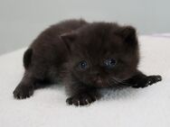 BKH und Britisch Langhaar Kitten - Niederkrüchten