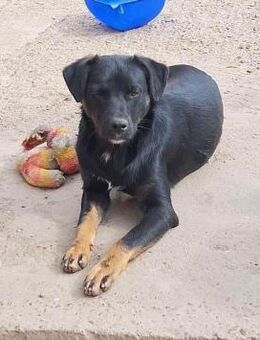 Miss Eva sucht ihr FürImmerZuHause ♥️ - Neuberg