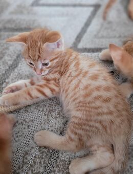 Rote Kater abgabe bereit - Rottenburg (Neckar)