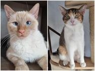 🐱 beste Freunde Adonis & Diaz - Eislingen (Fils)