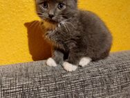 Suche ein neues Familienmitglied - Winsen (Luhe)