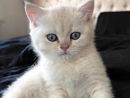 Reinrassige BKH Kitten mit Stammbaum - Bestwig
