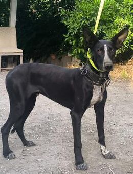 Marlon wartet auf seine Menschen - Grevenbroich