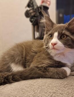 Reinrassiges Maine Coon Mädchen - Zweibrücken