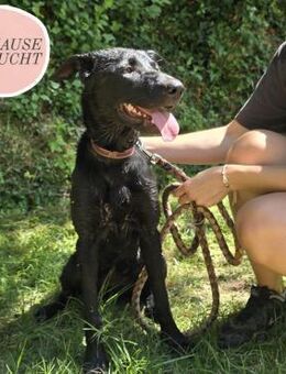 Junghündin BIPA sucht ihr Zuhause ❤️ - Saarbrücken