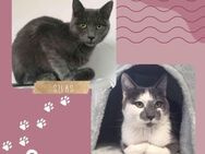Kater Silas und Zino suchen Dich - Lalendorf
