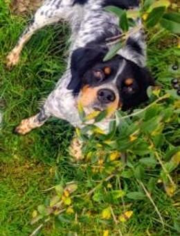 Verschmuster Sonnenschein Moreas sucht - Tornesch