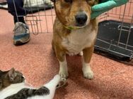 Kleine Fellnase Stella sucht ihr Zuhause - Siggelkow