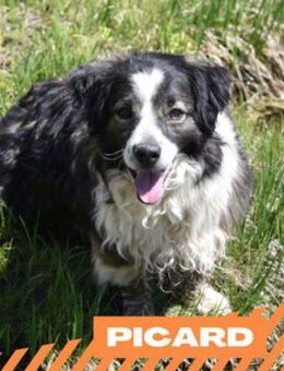 Picard - toller Typ mit Eigensinn - Berlin