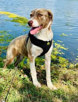 🐾 Fröhliches Hundemädchen Joy 🧡 - Eislingen (Fils)