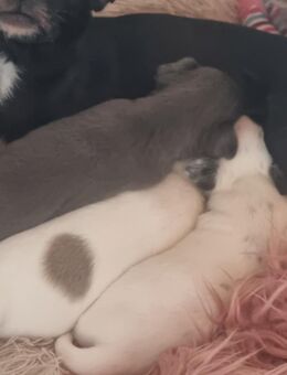 Zuckersüße Chihuahua Welpen! - Dingolfing