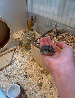 Junge Hamster/ Dsungarische Zwerghamster - Fehrbellin