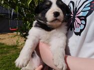 Border Collie Mischling zu Verkaufen - Lübz