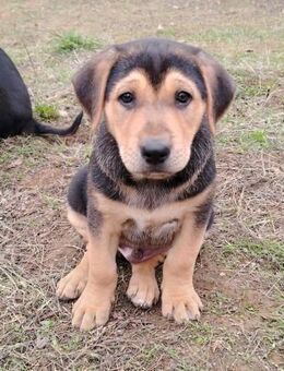 Kleiner, tapferer Roki sucht ... - Berlin