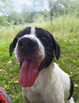 Ozzy ein Kraftprotz sucht Zuhause - Großefehn