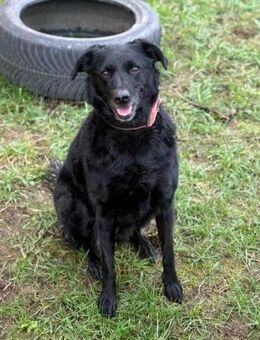 ❤️ Boba, einfach nur lieb ❤️ - Kissing