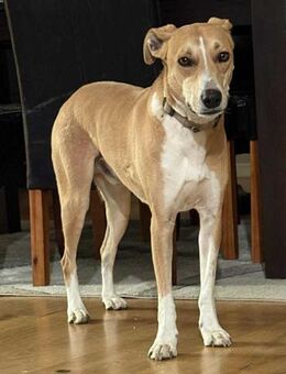 Törpi BE - Vorsichtiger Schatz - Neustadt (Rübenberge)