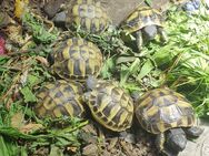 Griechische Landschildkröte THB Schlupf 2024 - Medebach (Hansestadt) Zentrum