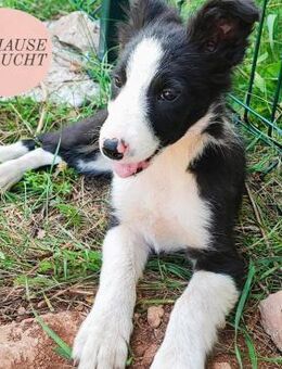 TINA sucht ihr perfect match ❤️ - Saarbrücken