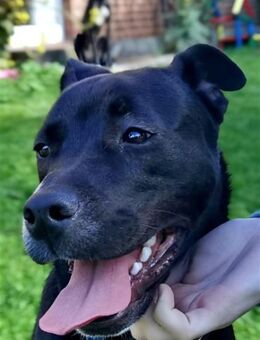 Vili-SI, Herzensbrecher sucht Familie! - Neustadt (Rübenberge)