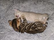 Süße Bengal Kitten /nur die Braune noch zu haben - Düsseldorf