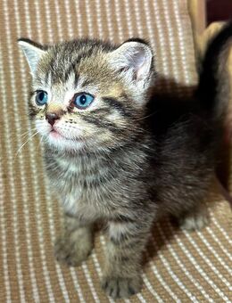 Britisch Kurzhaar Kitten in liebevolle Hände abzugeben - Düsseldorf
