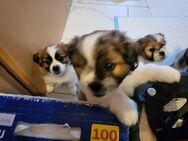shizu tzu - Friesoythe Zentrum