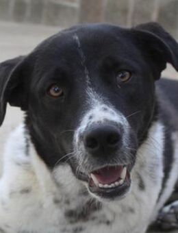 Kimisi, geb. ca. 03/2024, GRIECHENLAND - Euskirchen