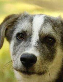 SIMON ist ein Rundum-sorglos-Paket - Berlin