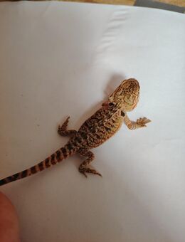Bartagame baby NZ 2025 abzugeben in gute Hände - Gotha