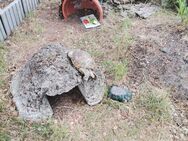 🔥Suche Schildkröte - Fredersdorf-Vogelsdorf