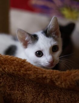 Mendolin Kitten aus Pflegestelle - Dörpen