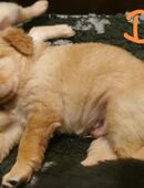 Hovawart Welpen blond Rüde /Hündin mit VDH Papieren in 08496