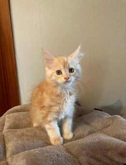 Perser Maine Coon Kätzchen - Vechta