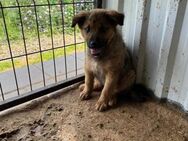 ❤️Welpenmädchen Frieda sucht dich ❤️ - Eislingen (Fils)