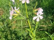 Echtes/ Gewöhnliches Seifenkraut (Saponaria officinalis) - Horgenzell