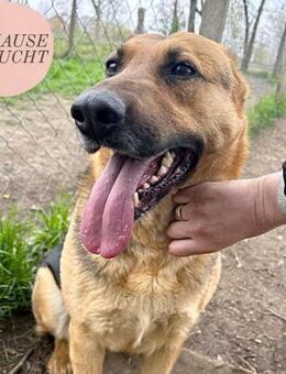 Freundliche LIZI sucht ihr Happy End❤️ - Saarbrücken