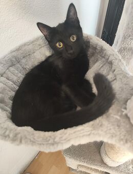 Maine Coon Mix Kater - Kitzingen
