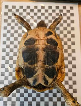 Grichische Landschildkröten aus Eigenzucht (Zuchtauflösung) - Hauzenberg