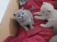 Reinrassige bkh Kitten - Büren