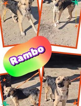 Lieber Rambo- bald auf Pflegestelle! - Nürnberg