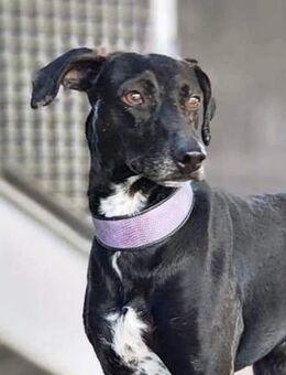 Silves verdient ganz viel Liebe.... - Laatzen