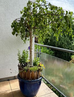 Pflanzen mit Übertöpfen zu verschenken - Bonn Plittersdorf