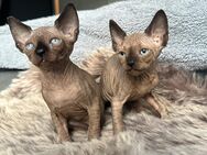 Kanadische Sphynx Katze Kitten suchen ein liebevolles Zuhause - Cloppenburg