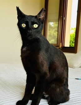 Sebastian🐾 der Sprachgewandte 🐱 - Kirchheim (München)