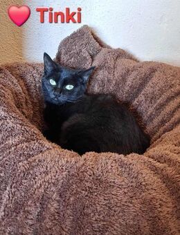 Tinki - lieb und verspielt - Höchst (Odenwald)